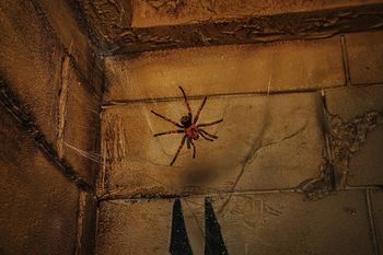 Spider on the web | Egyptian Tomb escape room