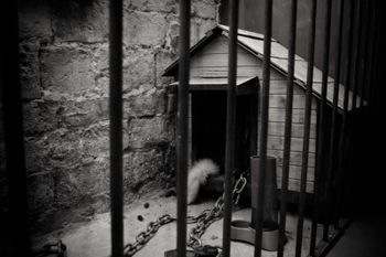 doghouse | The Mafia escape room